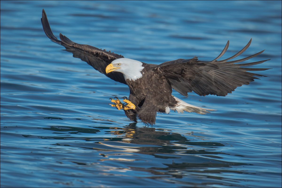April 2019 Nature - Dick Stanton - Bald Eagle in Flight